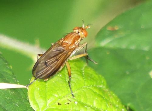 Tetanocera sp.